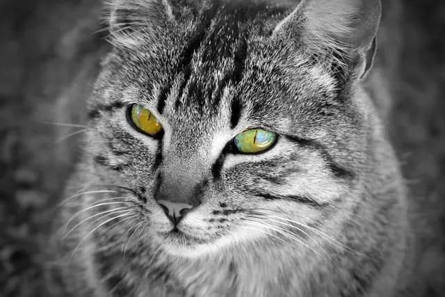 Dealing with Pet Allergies: Essential Guide