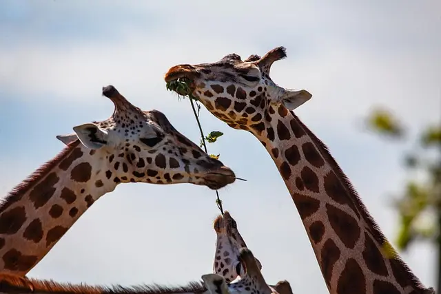 Guide d'Achat : Séjours Longs Économiques